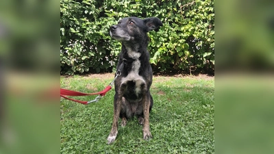 Molly ist eine lebhafte Mischlingshündin, die bei fremden Menschen zunächst unsicher reagiert, sich dann aber zutraulich und menschenbezogen zeigt. (Foto: Tierheim Riem)