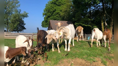 Die Tiere des Gnadenhofs freuen sich auf viele Besucherinnen und Besucher. (Foto: Tierschutzverein München)