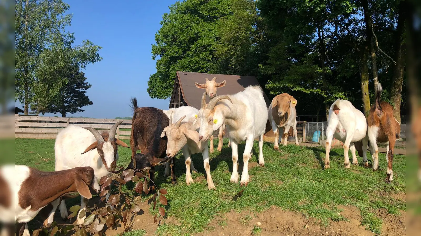 Die Tiere des Gnadenhofs freuen sich auf viele Besucherinnen und Besucher. (Foto: Tierschutzverein München)