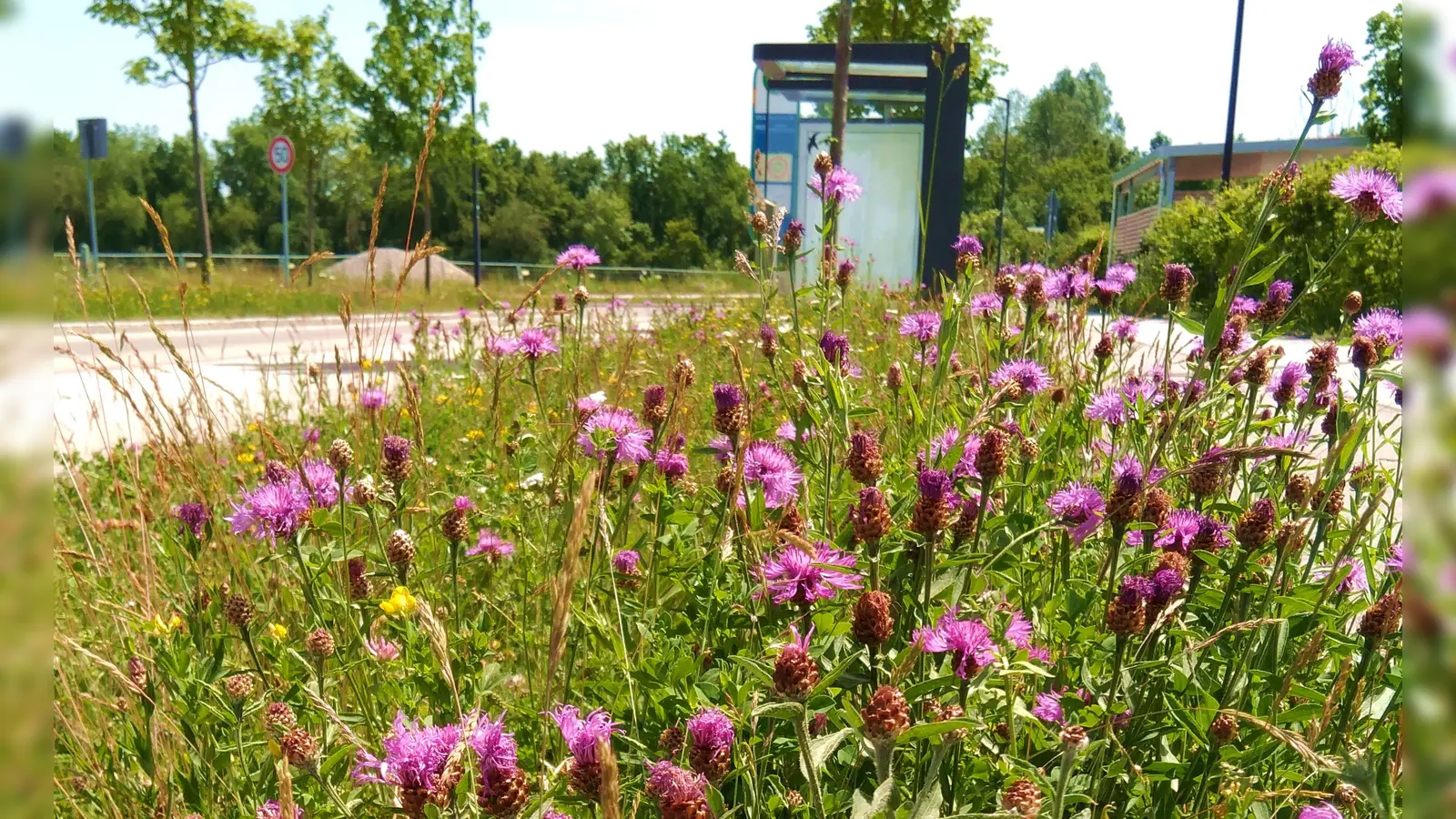 Gewöhnungsbedürftig? Ein Blühstreifen an der Poinger Bushaltestelle Bergfeldstraße. (Foto: Christina P. Tarnikas)
