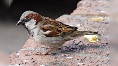 Um die Spatzen (Symbolfoto) am Rosenkavalierplatz sorgt sich unsere Leserin Brigitta Schoppmeyer.  (Foto: Fir0002/Flagstaffotos)