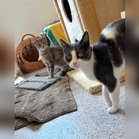 Moni und Milanese. (Foto: Tierheim Riem)