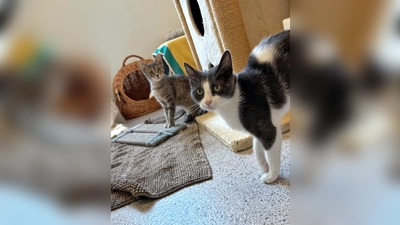 Moni und Milanese. (Foto: Tierheim Riem)
