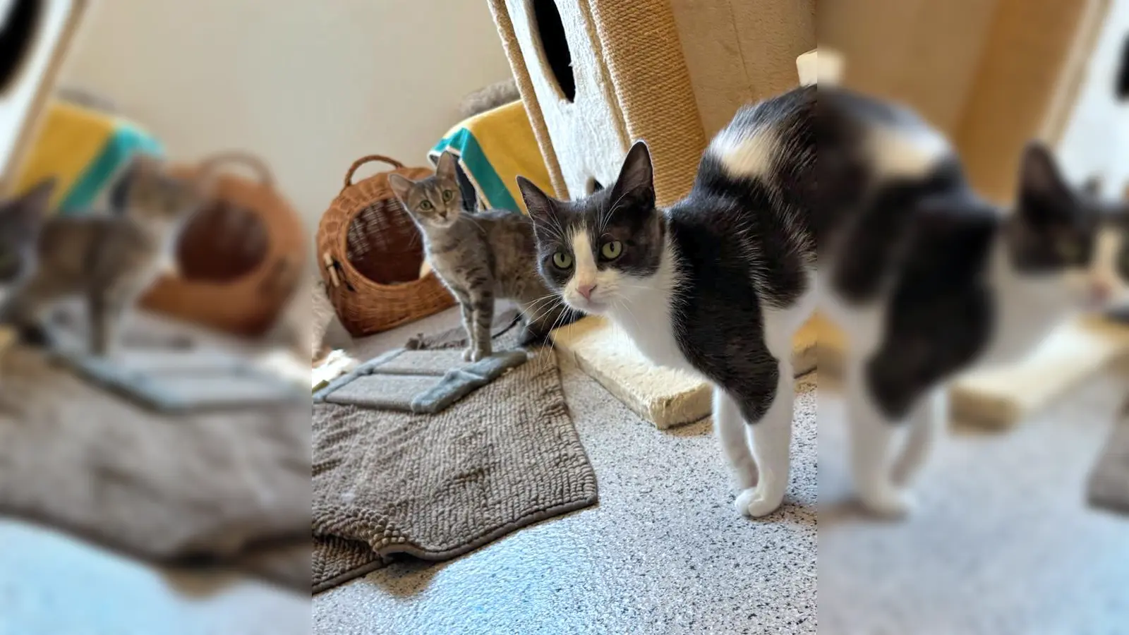 Moni und Milanese. (Foto: Tierheim Riem)