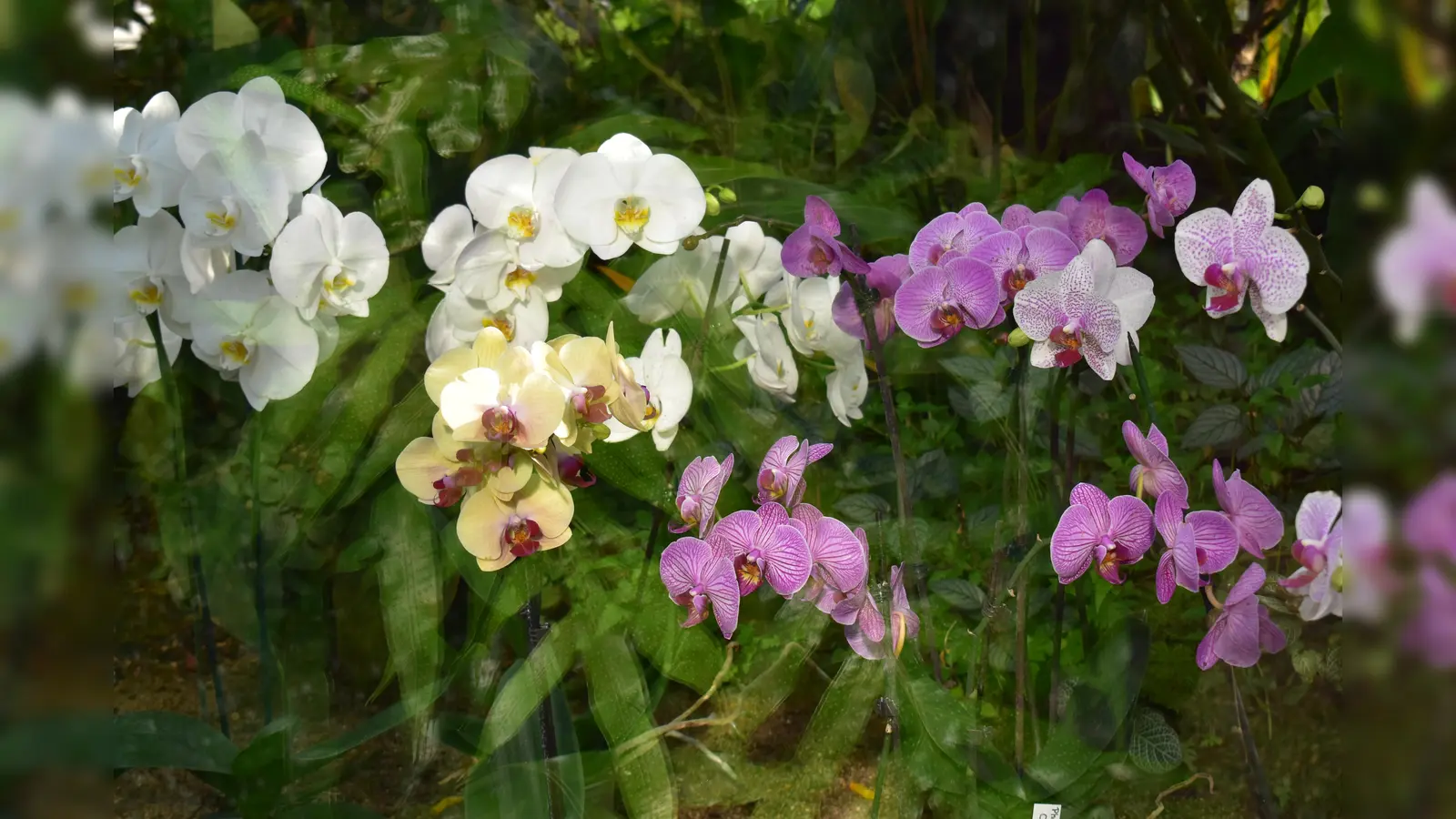 Blumen sind ein beliebtes Geschenk am Valentinstag. (Foto: Daniel Mielcarek)