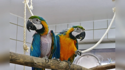 Die beiden Aras Roy und Ria suchen ein gemeinsames Zuhause mit großer Voliere. (Foto: Tierheim Riem)