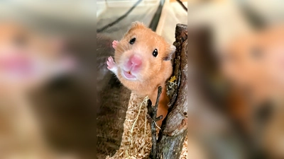Goldhamstermädchen Neunchen. (Foto: Tierheim Riem)