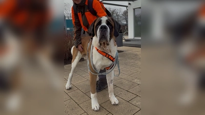 Balin (Foto: Tierheim Riem)