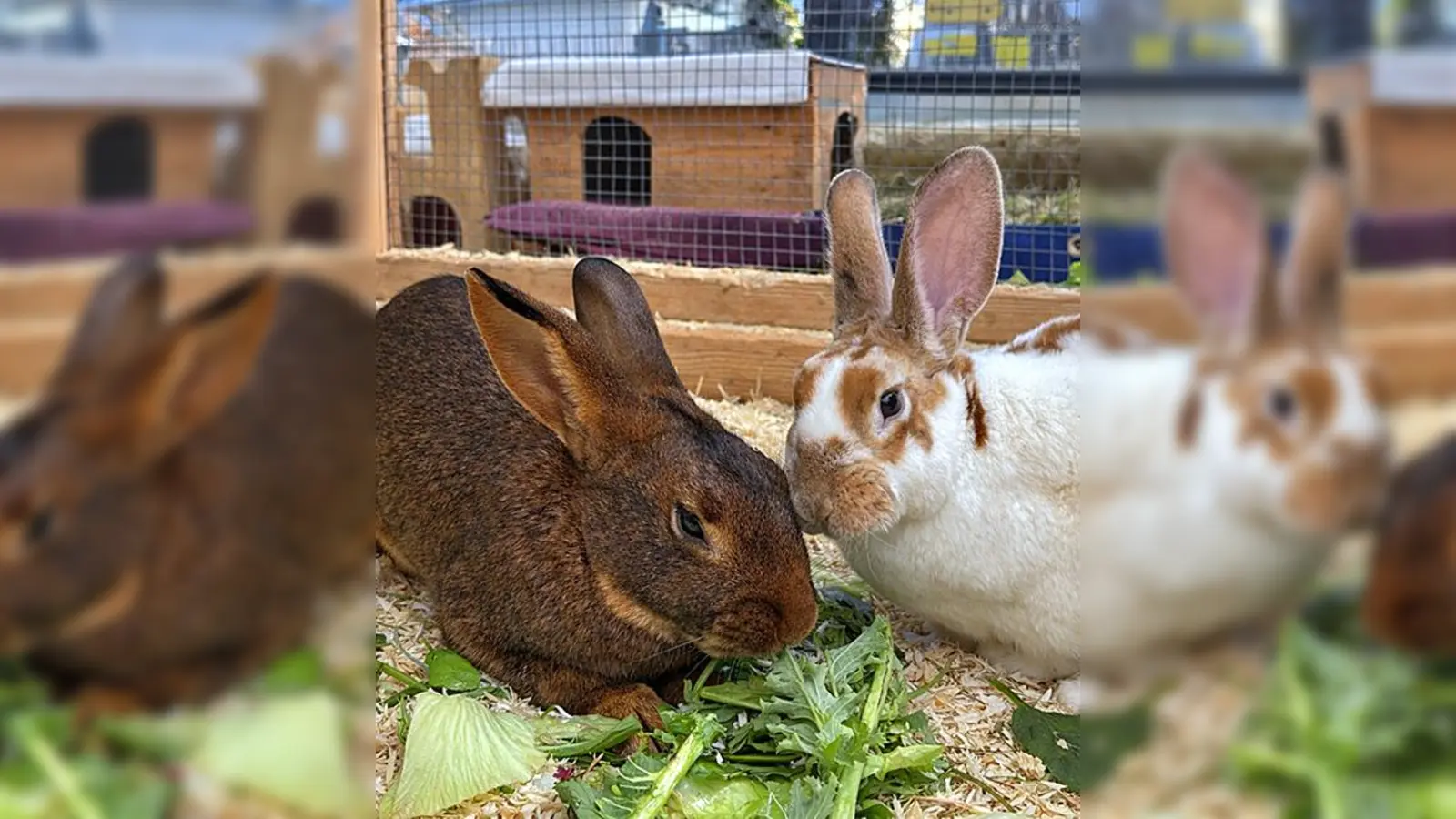 Frau Hoppel und Tonga. (Foto: Tierheim Riem)