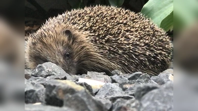 Mehr über Igel erfahren kann man bei einer Veranstaltung des LBV. (Foto: cba)