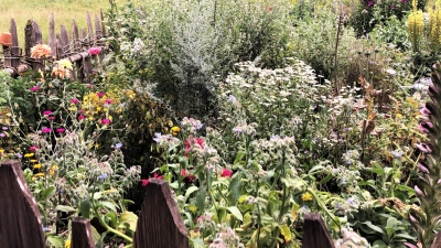 Wer nicht in der glücklichen Lage ist einen Bauerngarten mit allen wichtigen Kräutern sein Eigen zu nennen, kann in der Zeit um Maria Himmelfahrt entsprechende wildwachsende Kräuter auf den Wiesen sammeln. (Foto: hw)