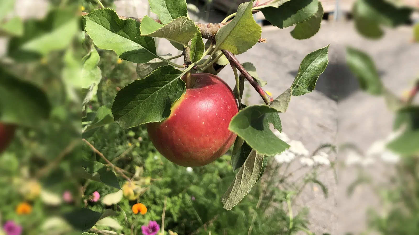 Der Gartenbauverein Holzkirchen wirbt wieder für die Möglichkeit des Saftpressens. (Foto: hw)