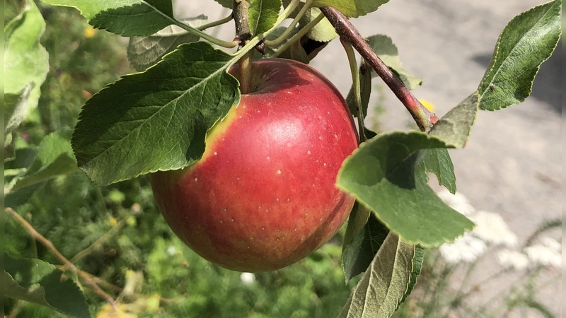 Am 4. Oktober findet wieder der Apfel- &amp; Honigmarkt statt. (Foto: hw)