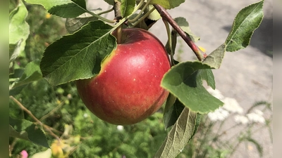 Der Apfel steht im Zentrum des Erntetags im Ökologischen Bildungszentrum München.  (Symbolbild: hw)