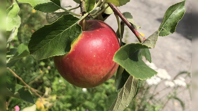 Der Apfel steht im Zentrum des Erntetags im Ökologischen Bildungszentrum München.  (Symbolbild: hw)