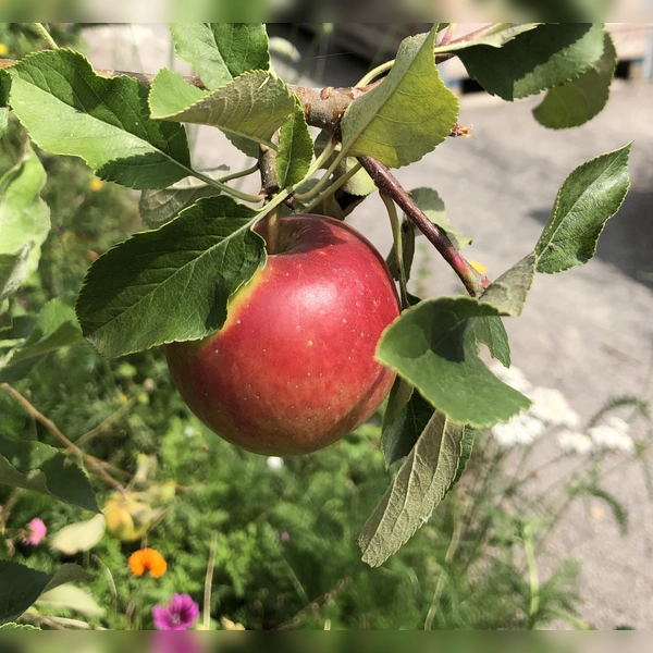 Der Apfel steht im Zentrum des Erntetags im Ökologischen Bildungszentrum München.  (Symbolbild: hw)