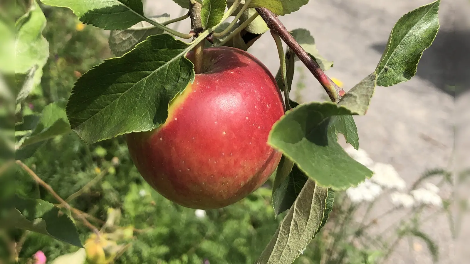 Der Apfel steht im Zentrum des Erntetags im Ökologischen Bildungszentrum München.  (Symbolbild: hw)