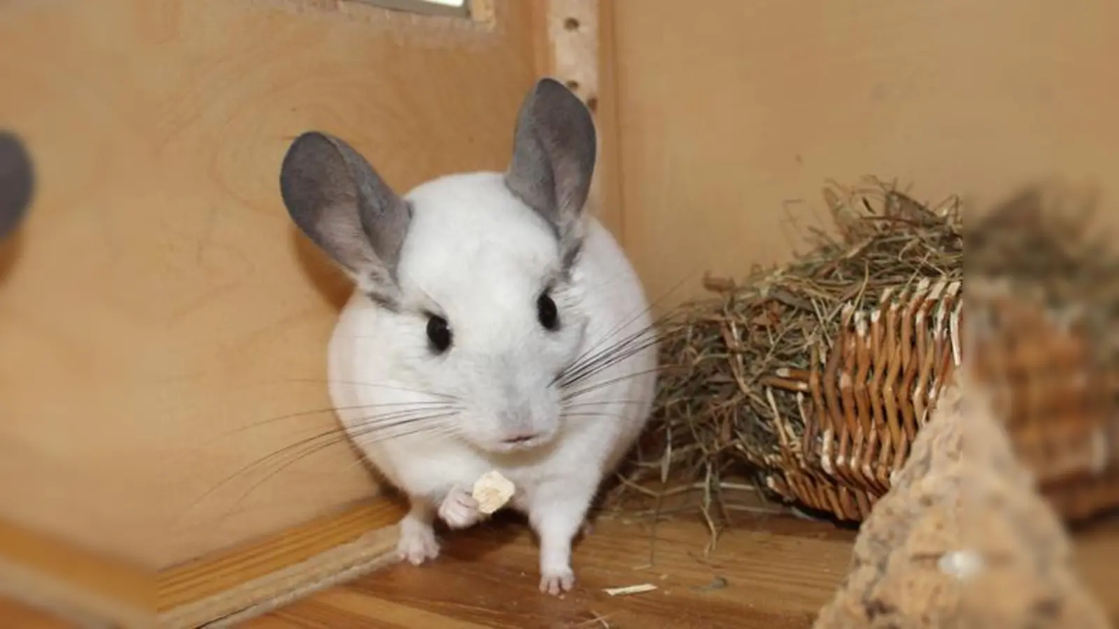 Foto: Tierheim