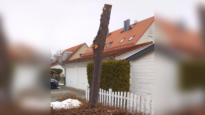 Einer städtischen Linde mit der Säge zu Leibe gerückt sind ein oder mehrere bislang unbekannte Täter. Die Polizei bittet um Mithilfe bei der Aufklärung des Falles.  (Foto: Stadt Unterschleißheim)