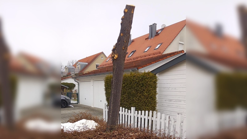 Einer städtischen Linde mit der Säge zu Leibe gerückt sind ein oder mehrere bislang unbekannte Täter. Die Polizei bittet um Mithilfe bei der Aufklärung des Falles.  (Foto: Stadt Unterschleißheim)