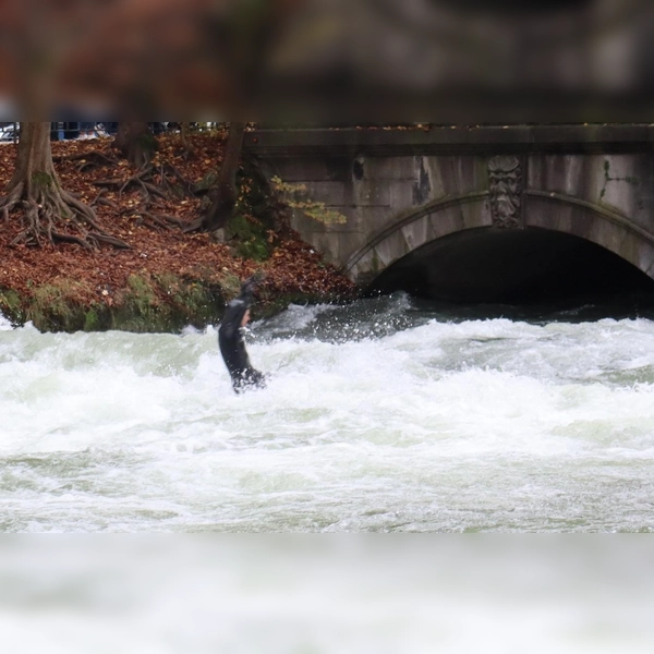 Früher gut surfbar, jetzt lebensgefährlich: Nachdem sich die Eisbachwelle wieder aufgebaut hat, wurde der Sport von der Stadt deswegen verboten.  (Foto: mha)