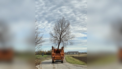 Vom Heimstettener Moosweg wird die Linde zu ihrem neuen Pflanzort gebracht. (Foto: Sophia Schreib/Kirchheim 2024 GmbH)