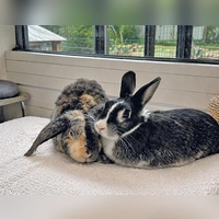 Janosch und Fincha kuscheln am liebsten und suchen daher ein gemeinsames neues Zuhause. (Foto: Tierheim Riem)