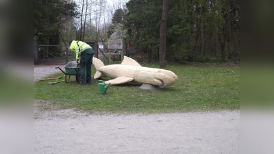 Am Südufer des Eisweihers liegt ein Hai auf der Lauer. (Foto: Gemeinde Ismaning)