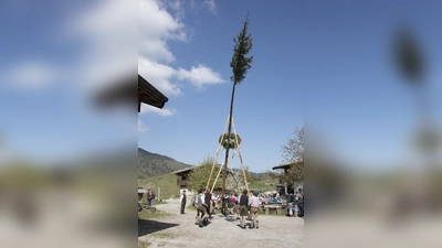 Mit den sogenannten Schwalben wird der Baum aufgerichtet. (Foto: Markus Wasmeier)