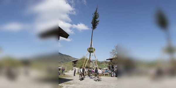Mit den sogenannten Schwalben wird der Baum aufgerichtet. (Foto: Markus Wasmeier)