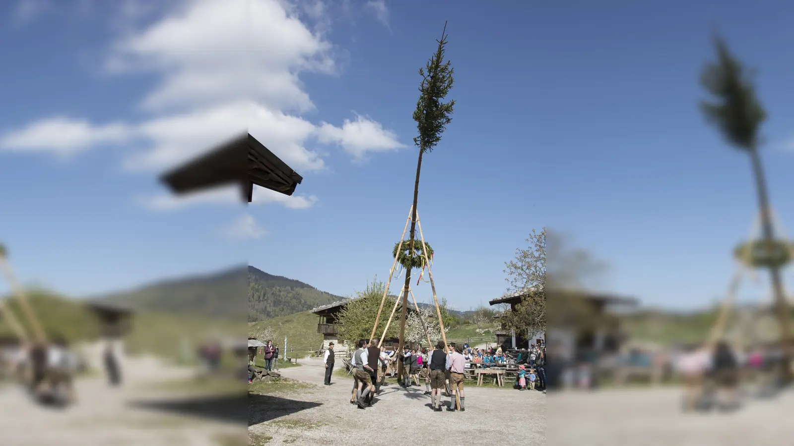 Mit den sogenannten Schwalben wird der Baum aufgerichtet. (Foto: Markus Wasmeier)