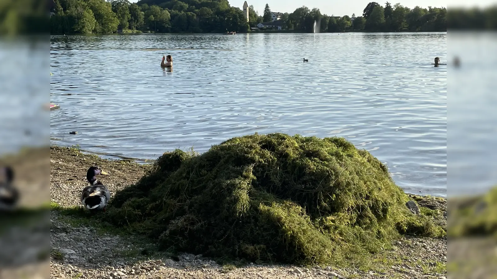 Seegrasberge liegen am Ufer. Im Hintergrund sieht man die Seefontäne. (Foto: pst)