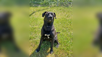 Corleone ist ein Mischlingsrüde, der eine gute Führung benötigt. (Foto: Tierheim Riem)