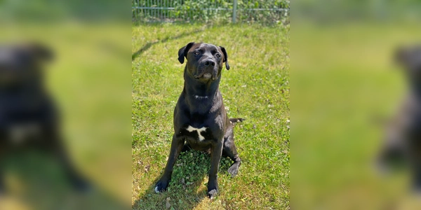 Corleone ist ein Mischlingsrüde, der eine gute Führung benötigt. (Foto: Tierheim Riem)