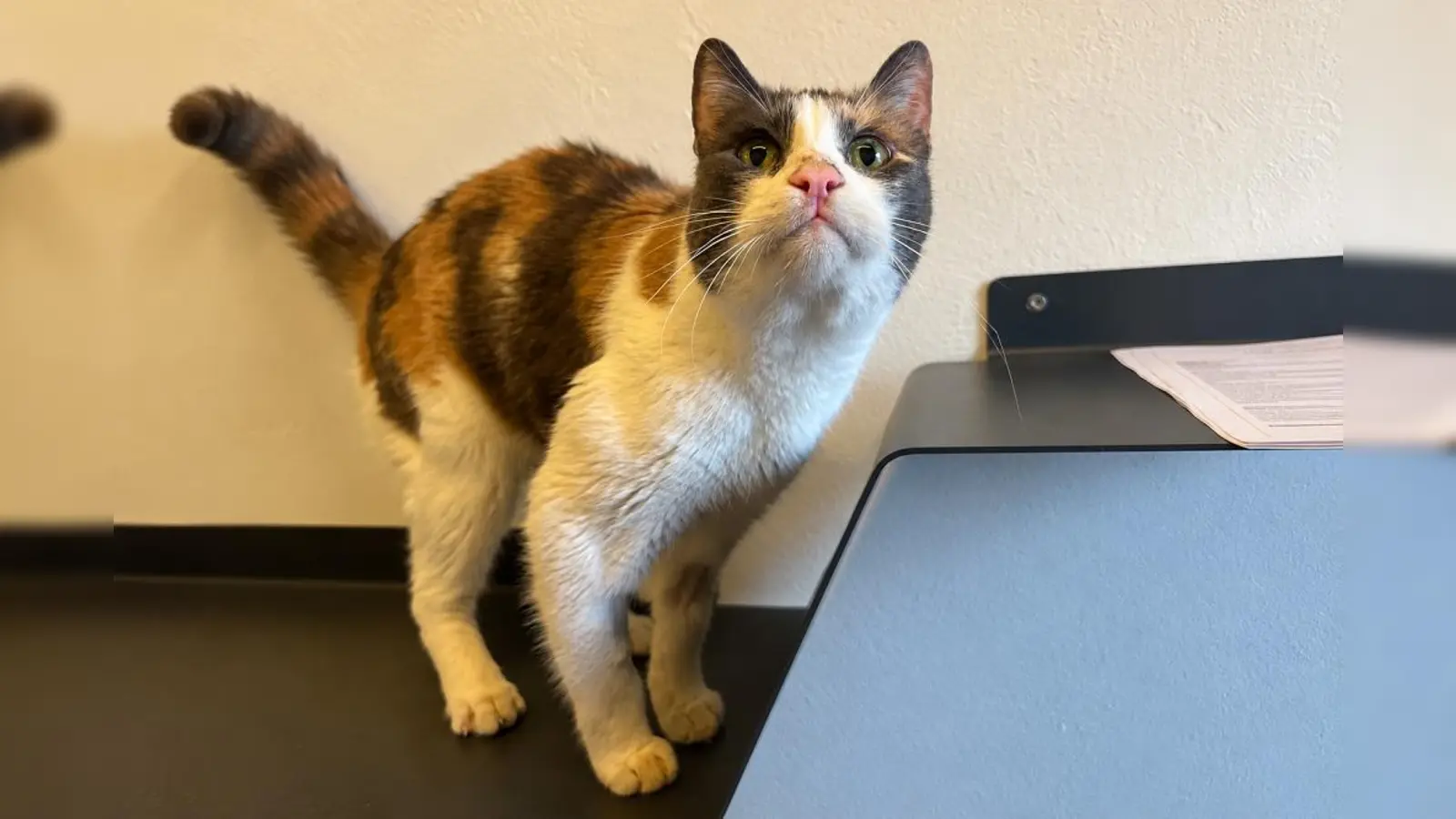 Elli sucht ein ruhiges, kinderfreies Zuhause in Wohnungshaltung mit einem sicher vernetzten Balkon. (Foto: Tierheim Riem)