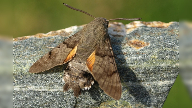 Bleibt wegen den warmen Temperaturen schon mal in Bayern, anstatt in den Süden zu fliegen: das Taubenschwänzchen, ein tagaktiver Schwärmer.  (Foto: Petra Altrichter, LBV Bildarchiv)