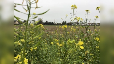 In Feldmoching und der Lerchenau wird in den Jahren viel passieren: Die Kräne werden immer mehr ins Bild rücken.  (Foto: Daniel Mielcarek)