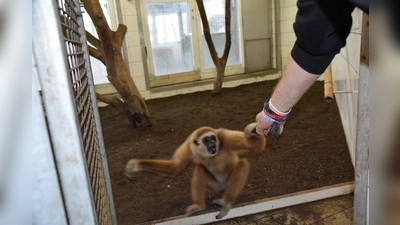 Endlich darf der junge Gibbon Jimmy aus seinem Käfig in der Reptilienauffangstation heraus. Dann geht es auf große Reise. Ob er wohl ahnt, dass er in Frankreich bald Hochzeit feiern darf?  (Foto: Auffangstation für Reptilien, München e.V.)