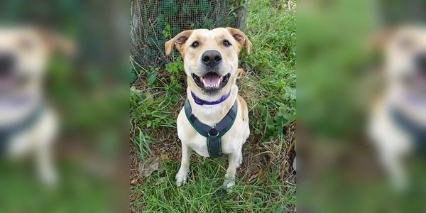 Labrador-Kroatischer Schäferhund Mischling Max. (Foto: Tierheim Riem)