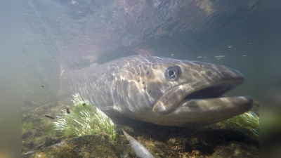 Großes Tier: Dieser Huchen schwimmt in der Ilz, einem linken Zufluss der Donau, und misst einen Meter und 14 Zentimeter.  (Foto: © Clemens Ratschan )