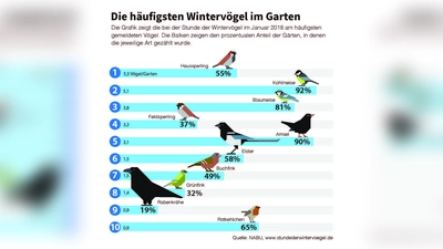 Die zehn Wintervögel im Garten, die bei der Stunde der Wintervögel 2018, am häufigsten gemeldet wurden. (Foto: NABU)
