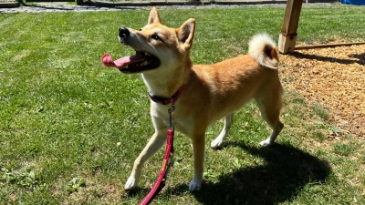 Für Kali suchen wir ein eher ruhiges Zuhause bei Menschen, die idealerweise bereits Hunde- oder sogar Rasseerfahrung mitbringen. Neue oder hektische Situationen überfordern sie schnell. (Foto: Tierheim Riem)