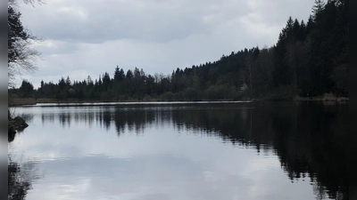 Die anhaltend hohen Temperaturen haben zu einer Massenvermehrung von Cyanobakterien (Blaualgen) im Deininger Weiher geführt. (Foto: hw)