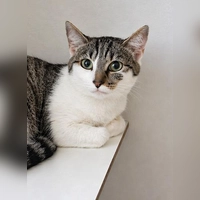 Europäisch Kurzhaar Katze Jelly. (Foto: Tierheim Riem)