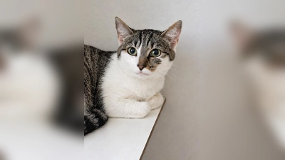 Europäisch Kurzhaar Katze Jelly. (Foto: Tierheim Riem)