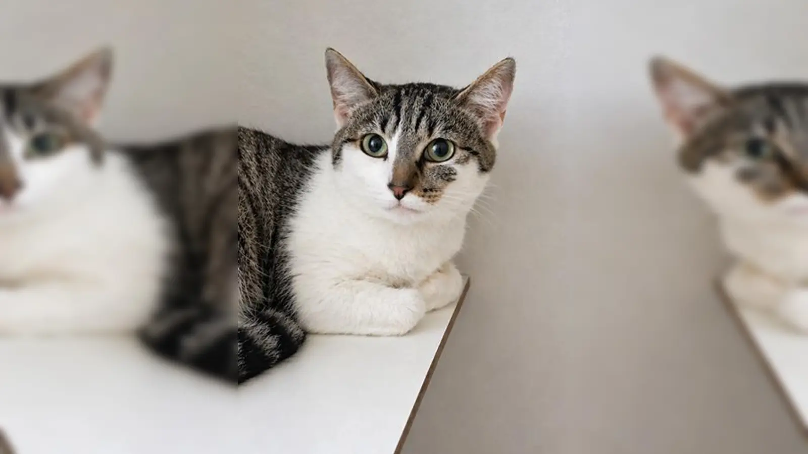 Europäisch Kurzhaar Katze Jelly. (Foto: Tierheim Riem)