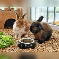 Die beiden kuscheln sehr gerne miteinander. (Foto: Tierheim Riem)