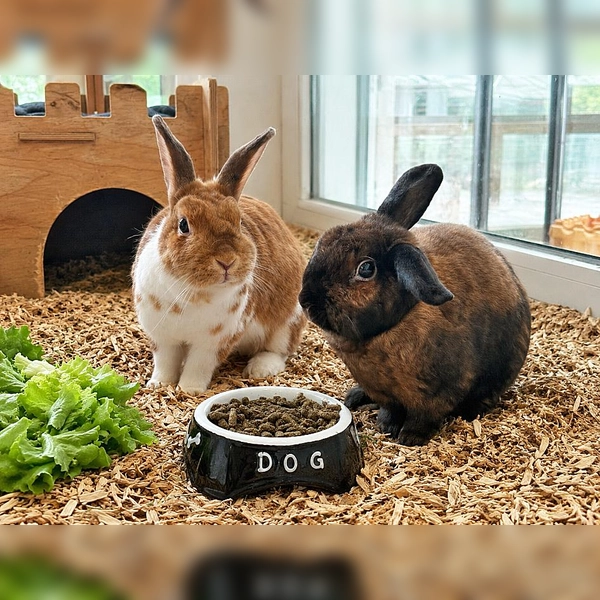 Die beiden kuscheln sehr gerne miteinander. (Foto: Tierheim Riem)