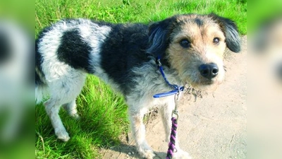 Weil ihr Tier ihnen beim Urlaub im Weg steht, setzen einige Haustierbesitzer ihre Vierbeiner einfach aus. (Foto: Angela Knies/pixelio)