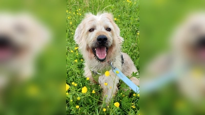 Hirtenhund-Mix Taavi. (Foto: Tierheim Riem)